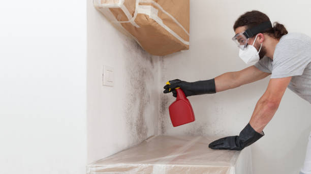 Professional Black Mold Removal technician working in Wylie, TX