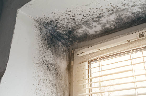 Affordable Basement Mold Removal solutions in Wylie, TX
