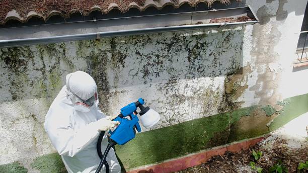 Top rated local Basement Mold Removal specialists in Wylie, TX